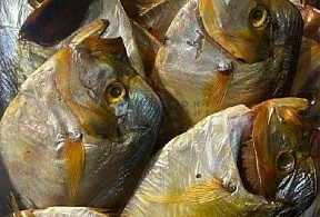 Вомер х/к