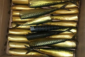 Скумбрия б/г х/к 