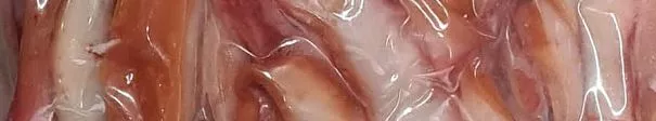 Снеки из кальмара